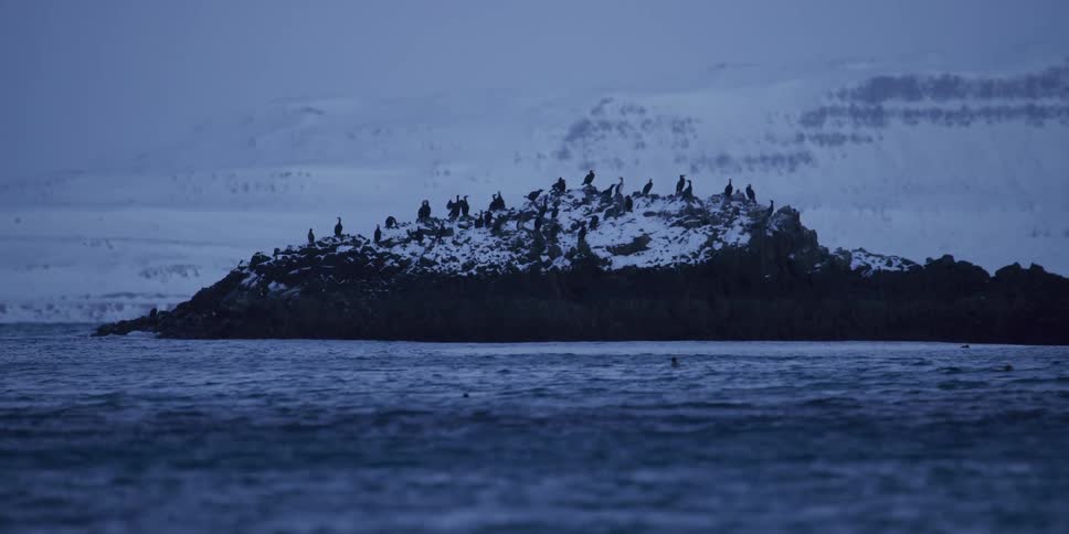 A flock of cormorants rests on a snow-covered rocky island in a frigid fjord during a cold winter twilight