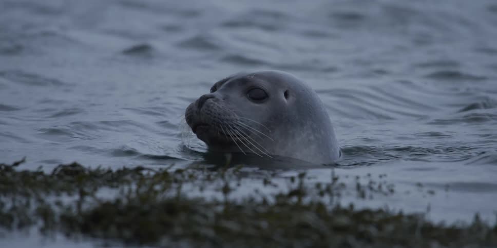 A wild seal gracefully emerges from the ocean and dives back under the surface in a dramatic slow motion splash