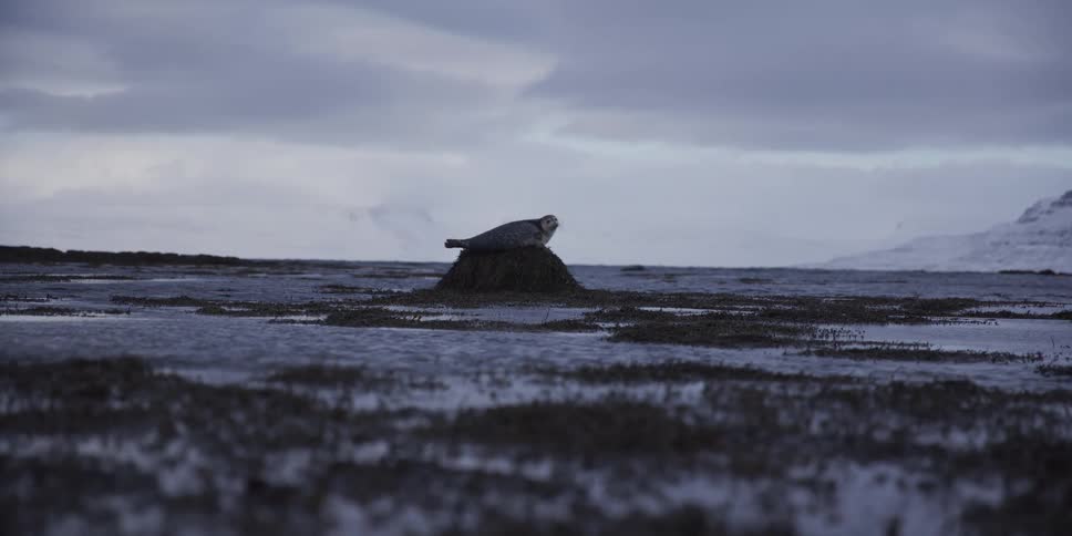 A lone seal rests on a mound of seaweed in a desolate, frozen landscape under an overcast sky