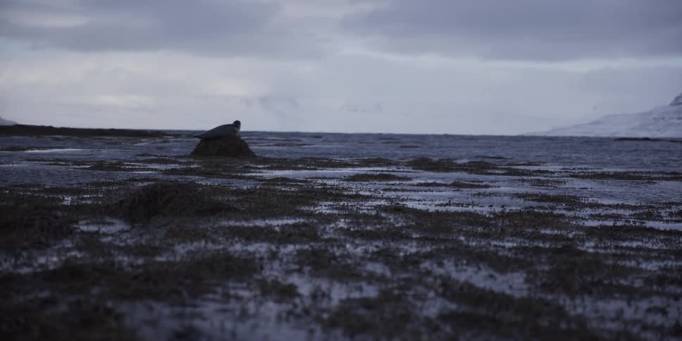 A solitary seal rests on a mossy mound along a cold, wintry coast with snow-covered mountains in the background