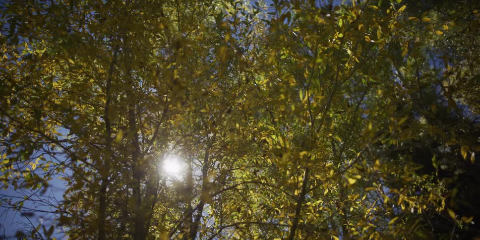 Looking up at the bright sun shining through the yellow leaves of a tree in autumn as it moves across a clear blue sky