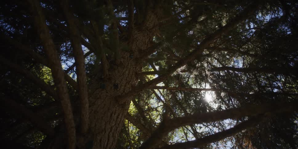 A peaceful low-angle view of a majestic pine tree with the sun flaring through its needles