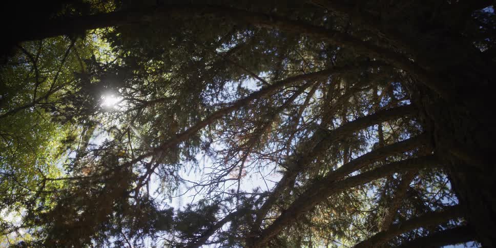 A serene, low-angle view of the sun shining brightly through the dense branches of a towering evergreen tree