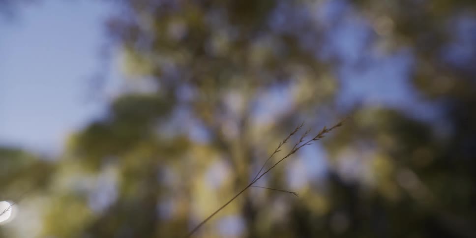 A single blade of wild grass comes into focus against a soft, blurry background of trees and blue sky
