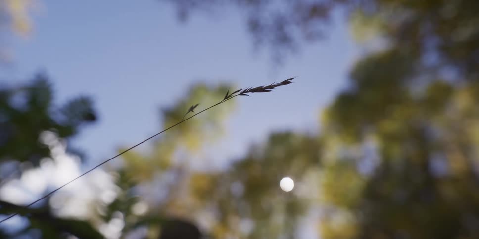 A silhouetted blade of grass sways gently in the breeze with a blurry forest and sunny sky in the background