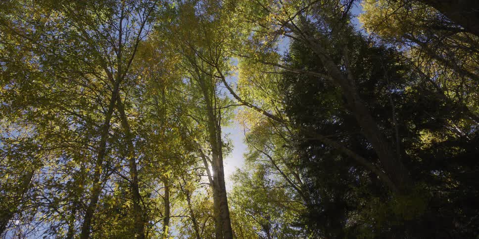 A serene low-angle view of a forest canopy with sunlight filtering through the green and yellow leaves against a blue sky