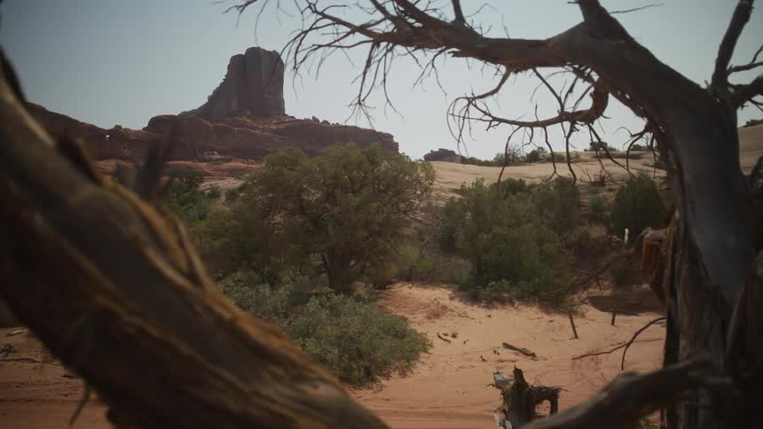 A prominent red rock butte in the desert is framed by a dry, gnarled tree on a sunny day