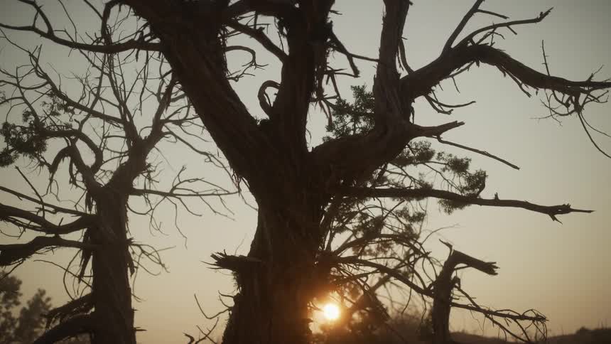 A slow pull-back shot reveals a gnarled, twisted tree silhouetted against the setting sun in a hazy sky