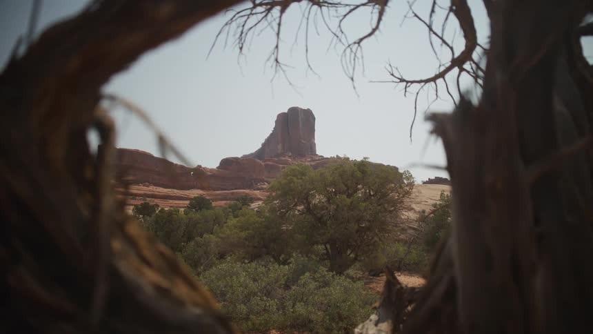 A majestic red rock butte in the Utah desert is slowly revealed through the branches of a weathered tree