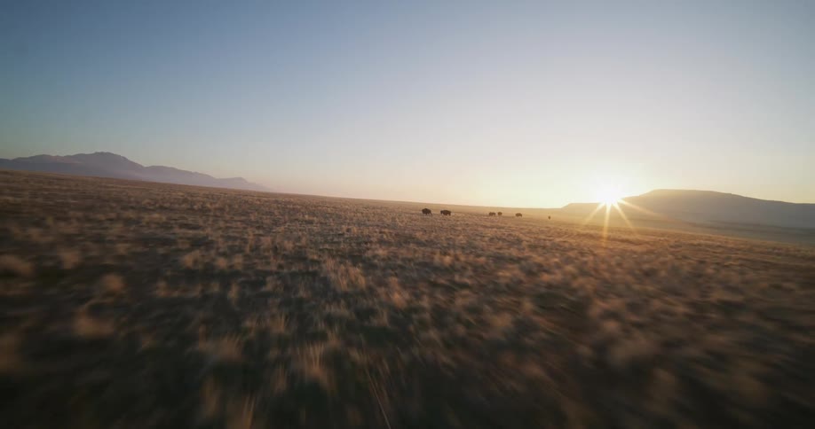 A stunning aerial shot flies low and fast over a vast golden prairie towards a herd of wild bison at sunrise