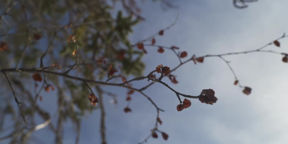 A low-angle close-up shot of a delicate tree branch with dried leaves against a bright blue winter sky with a soft sun flare