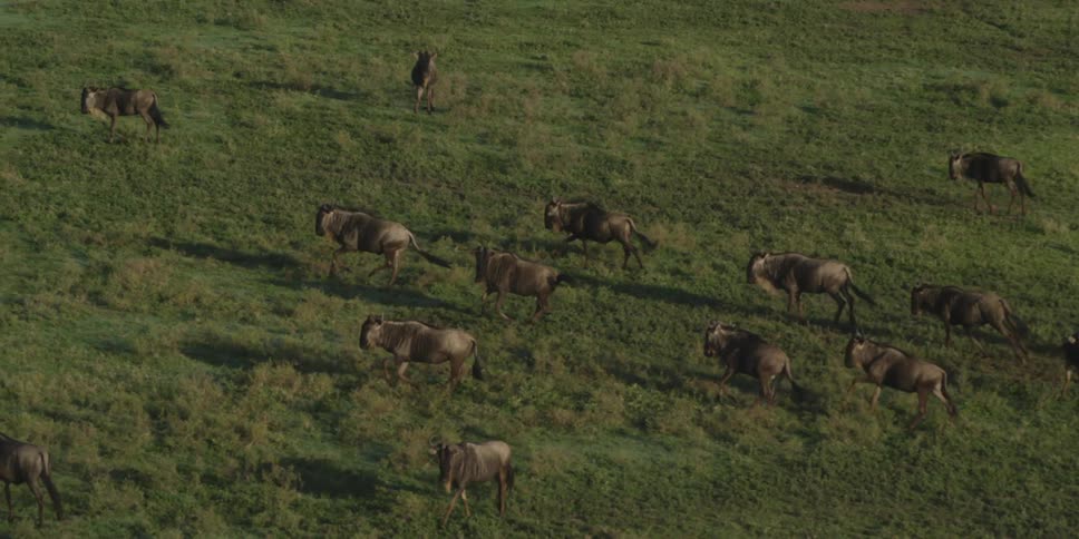 Herd of animals running down a large green field
