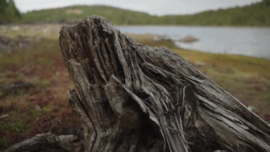 A detailed close-up shot of a decaying, weathered tree stump resting on the shore of a tranquil lake