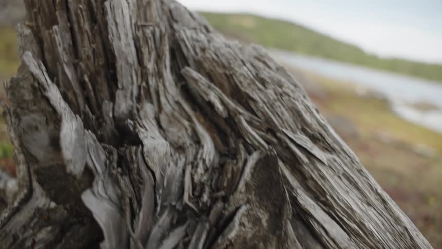 A slow, close-up pan along a weathered and splintered tree stump on the shore of a lake