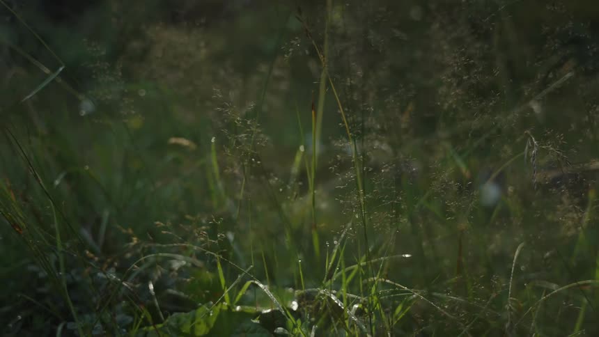 Morning dew glistens on green blades of grass as they gently sway in the soft sunlight