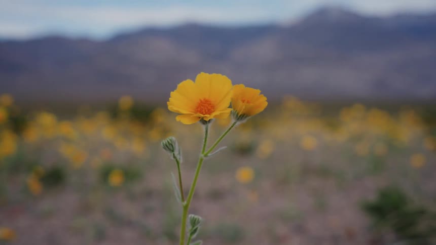 A dramatic zoom-in on a single yellow wildflower blooming in a vast desert field with a mountain range in the background