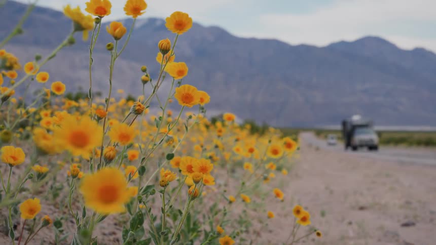A low-angle view of yellow desert wildflowers swaying in the wind on a roadside as vehicles drive by with mountains in the background