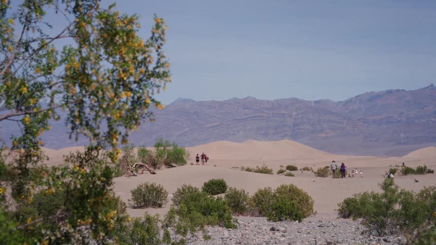 A rack focus shot reveals tourists exploring the vast Mesquite Flat Sand Dunes in Death Valley National Park