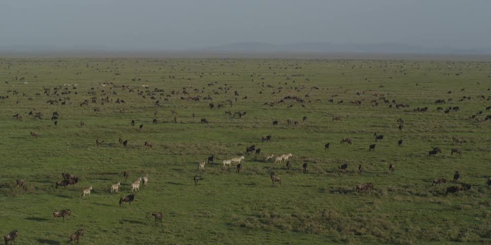 View of a large amount of animals running and grazing all over a vast field
