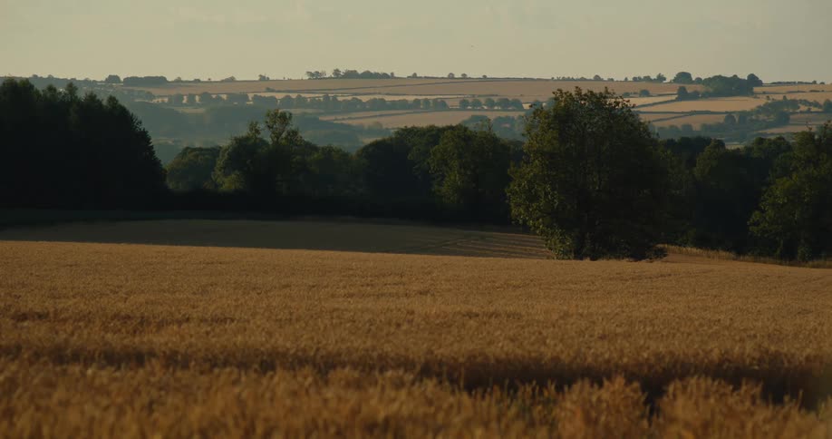 Golden light illuminates a tranquil wheat field with rolling hills and trees in the background at sunset