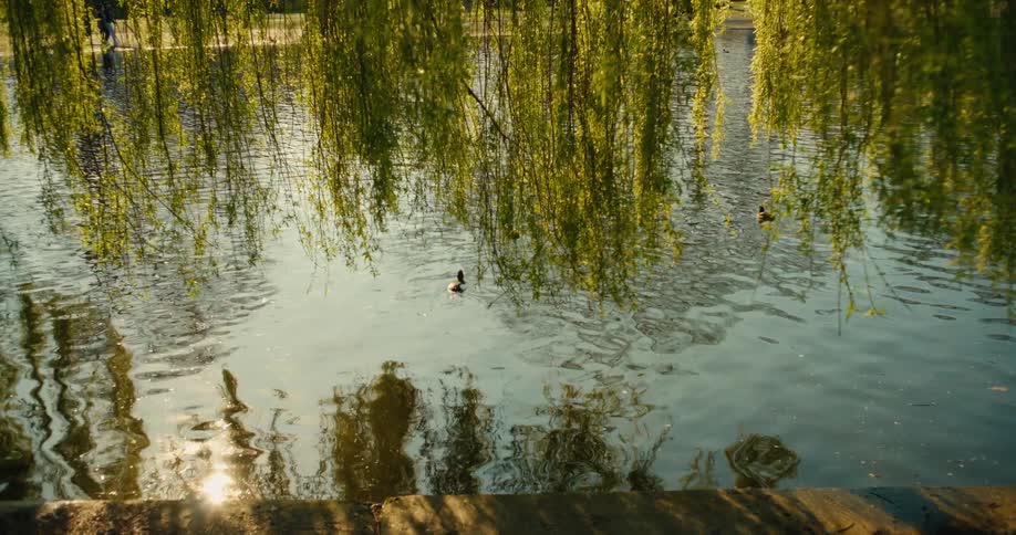 Ducks swim peacefully in a sunlit pond under the gentle sway of weeping willow branches