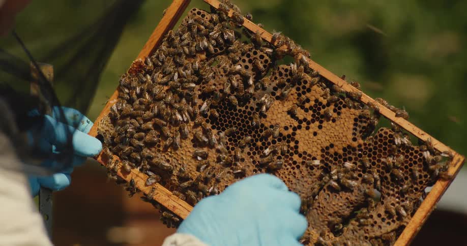 A beekeeper in protective gear carefully inspects a honeycomb frame teeming with bees in slow motion