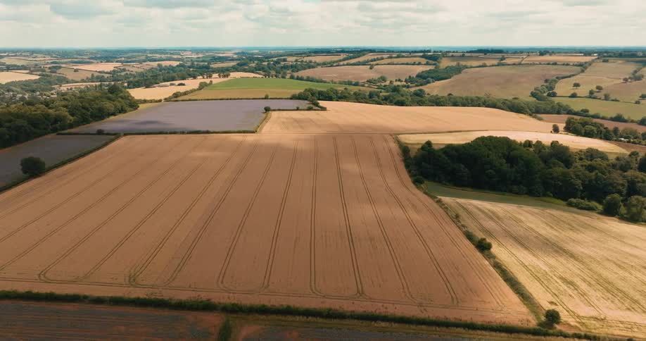 Aerial drone footage flies slowly over a vast patchwork of golden wheat fields and purple lavender fields in the rolling English countryside