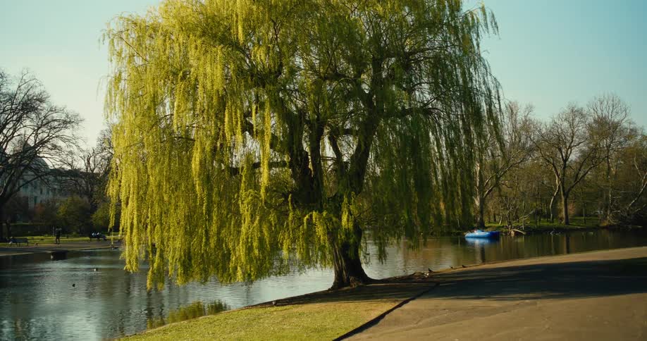 A slow zoom into a beautiful weeping willow tree with bright green leaves next to a lake in a city park on a sunny day