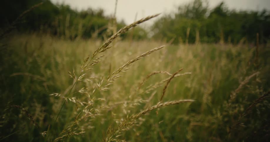 A close-up of tall wild grass swaying gently in the breeze in a lush green field