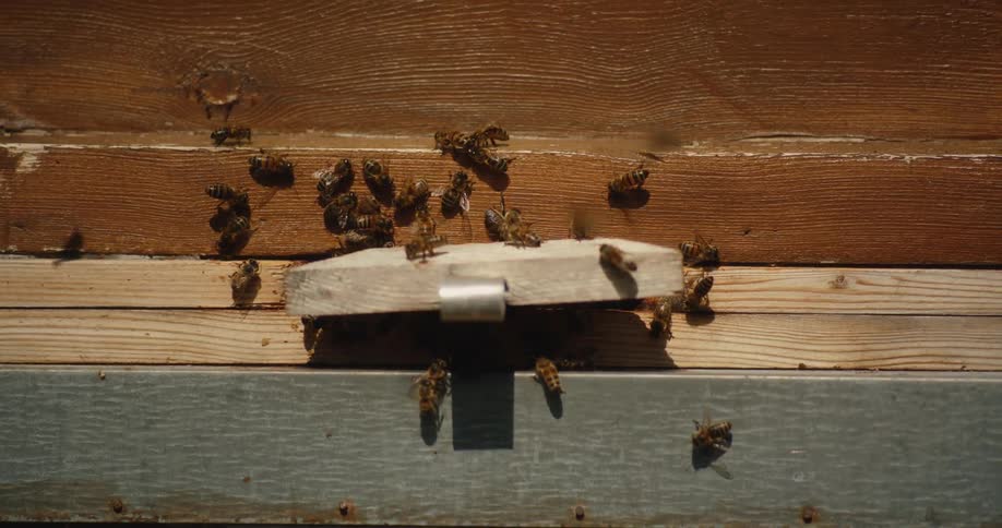 A close-up slow-motion shot of a swarm of bees buzzing and flying around the entrance of their wooden hive