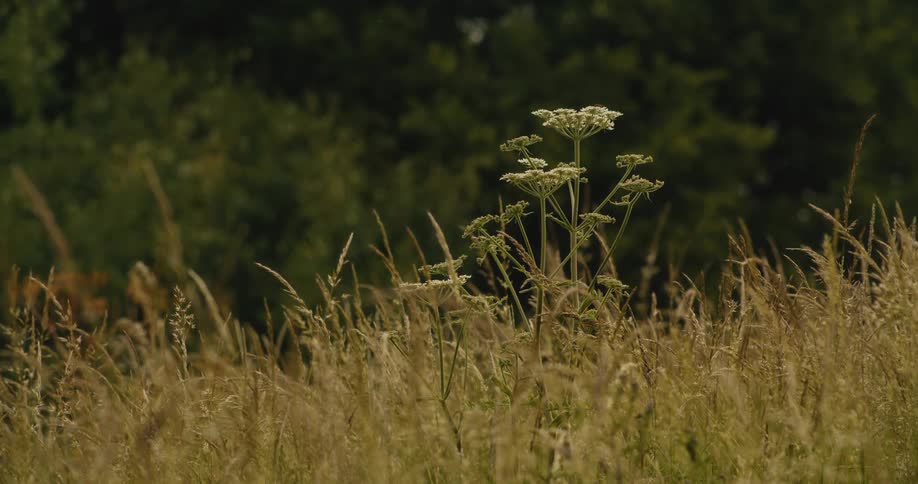 A solitary Queen Anne's lace flower blooms in a peaceful, sunlit field of tall grass with a forest in the background
