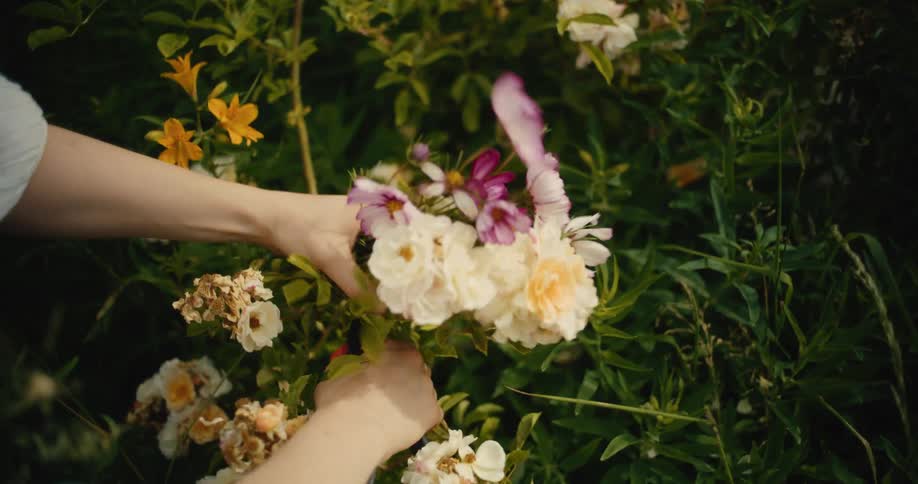 A person uses pruning shears to carefully cut a bouquet of white roses and colorful flowers from a lush green garden bush