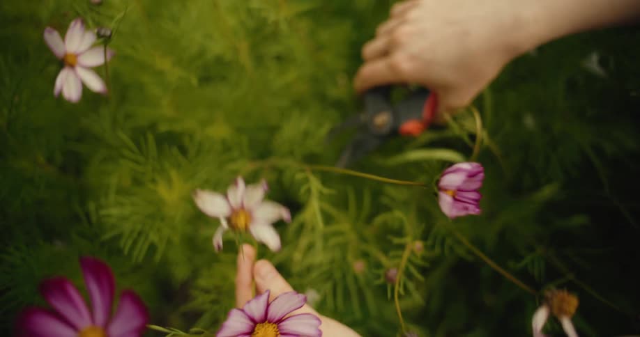 A dreamy high-angle shot of a person's hands cutting and gathering cosmos flowers in a lush garden