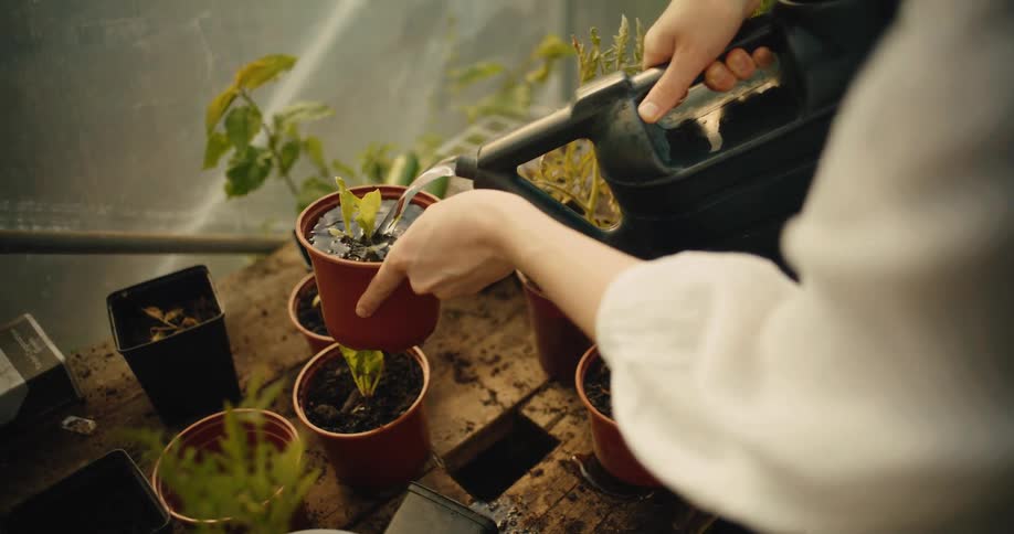 An over-the-shoulder view shows a person carefully watering a small potted seedling with a watering can inside a cozy greenhouse