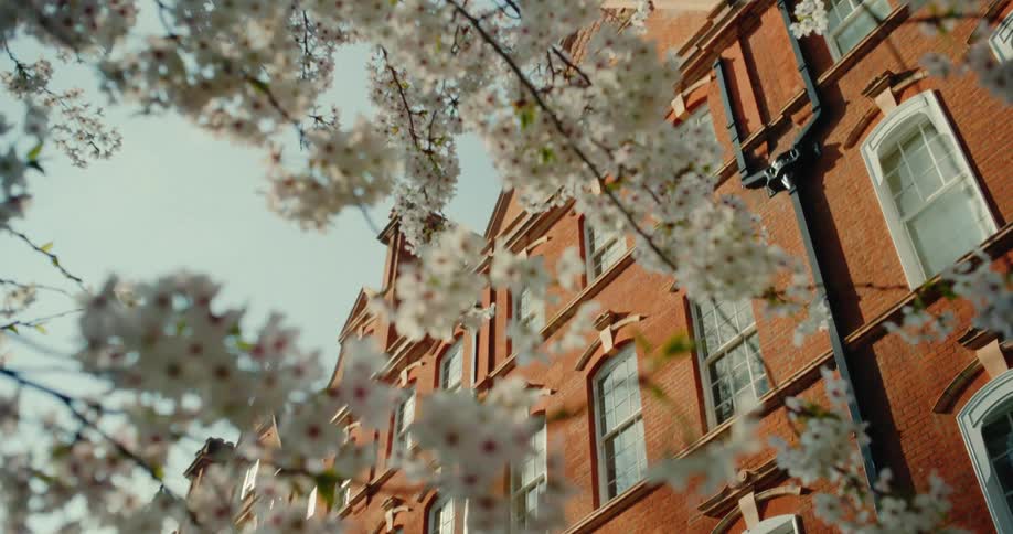 Sunlit cherry blossoms gently sway in the breeze, revealing a classic red brick London townhouse on a beautiful spring day
