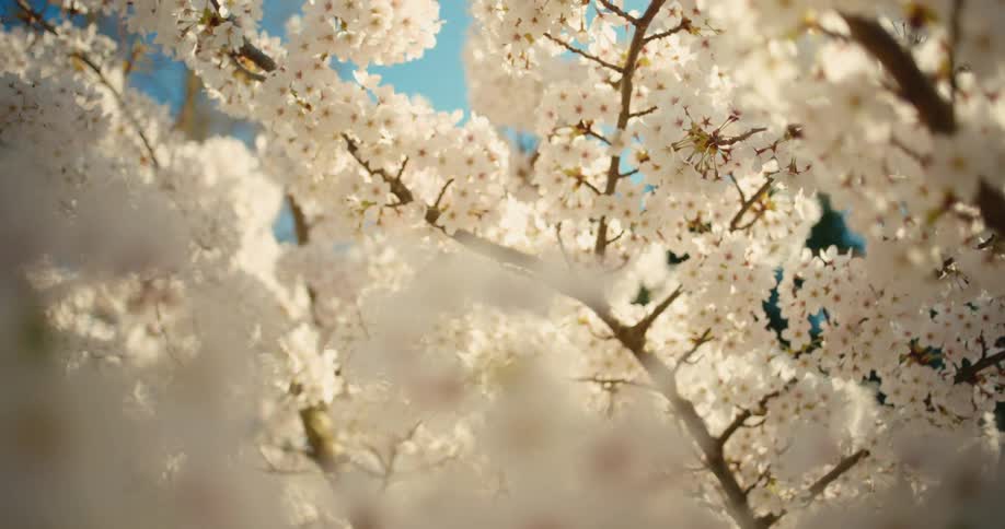 A dreamy, rack focus close-up shot of white cherry blossoms blooming on a tree against a clear blue sky