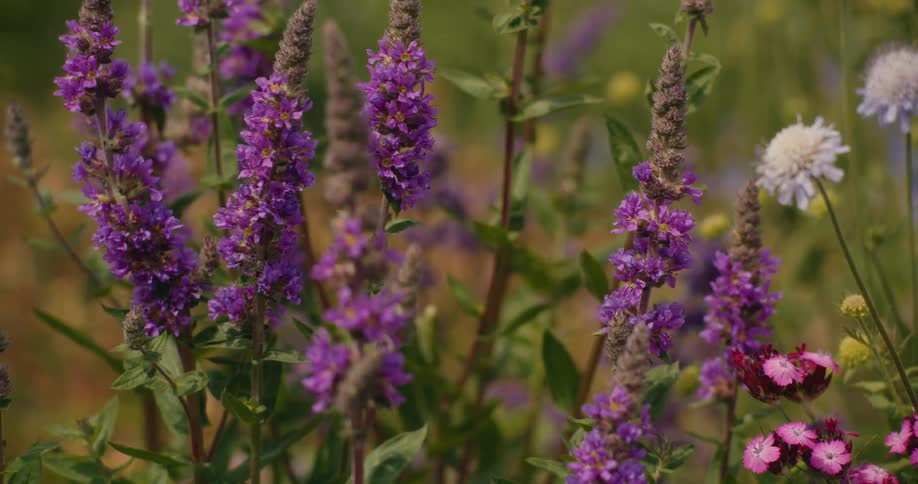 A close-up of vibrant purple loosestrife wildflowers swaying gently in a summer meadow
