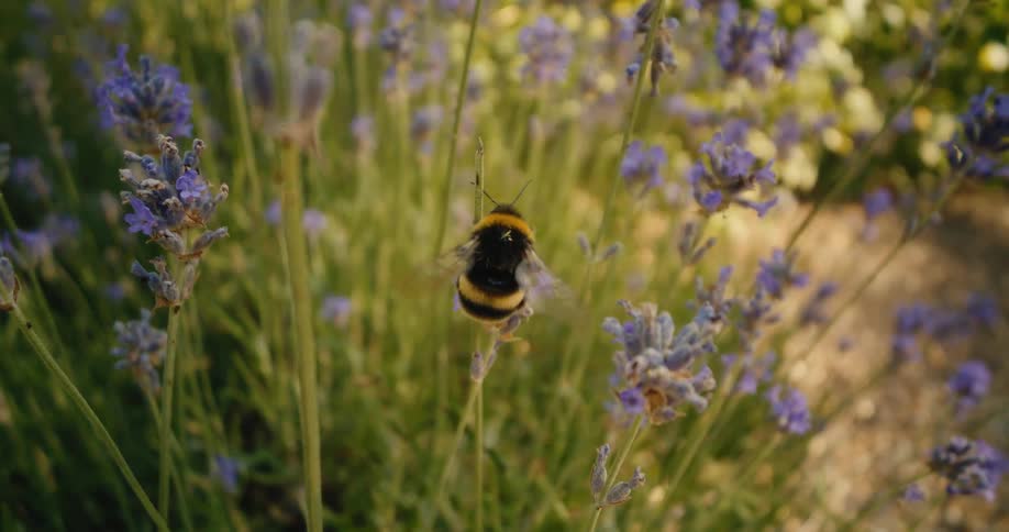 A close-up slow-motion shot shows a bumblebee on a lavender flower, collecting nectar before gracefully flying off