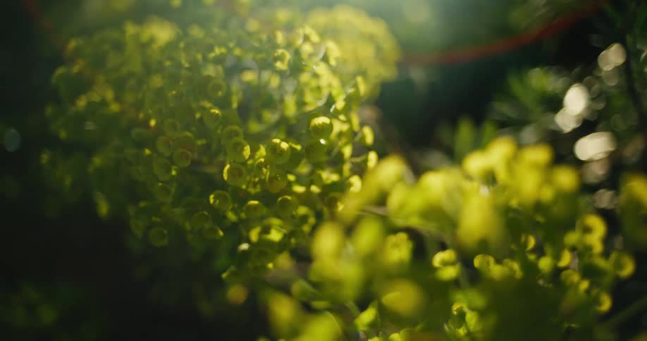 Dreamy close-up of a sun-drenched green plant as it comes into focus, creating a beautiful bokeh effect