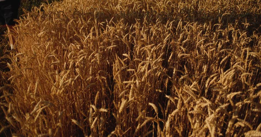 A person's hand brushes against golden wheat stalks swaying in the wind during a beautiful sunset