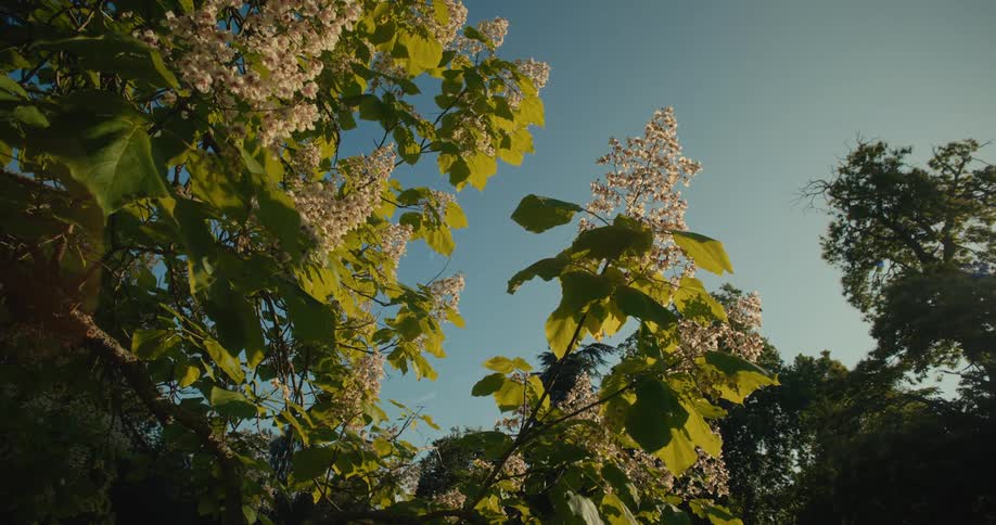 Sunlight illuminates the white blossoms and green leaves of a flowering tree against a vibrant blue sky