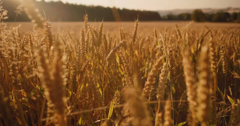 A close-up slow-motion shot of a golden wheat field at sunset with beautiful lens flare