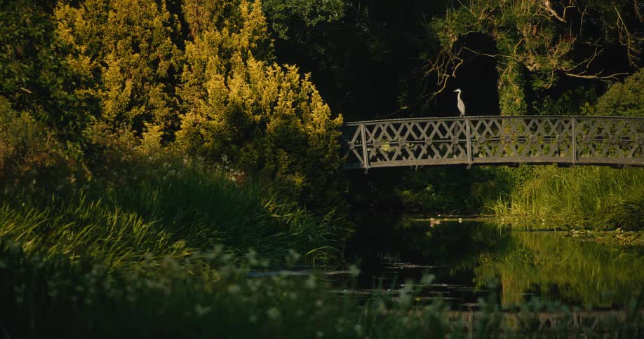 A tranquil scene of a white heron standing on a rustic wooden bridge over a slow-moving river during golden hour