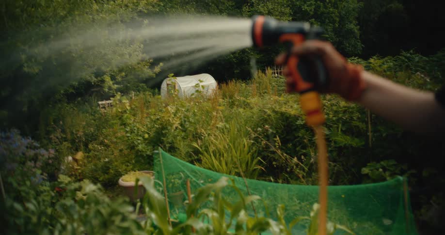 Close up of a gardener's hand watering a lush vegetable allotment with a hose spray nozzle