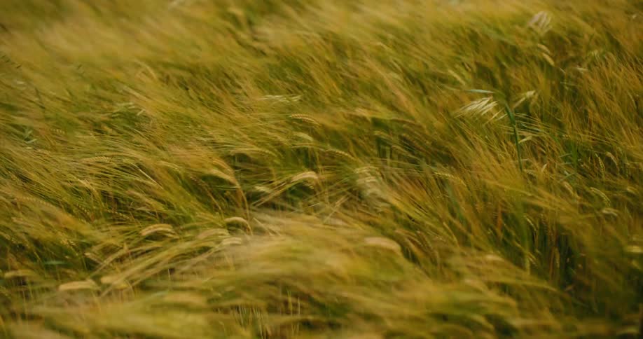 Close up of a golden green wheat field swaying peacefully in the wind