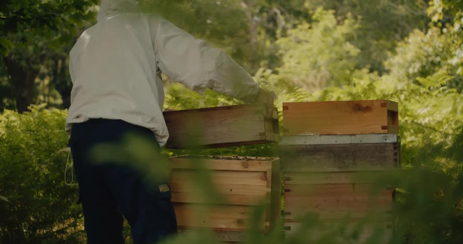 A beekeeper in full protective gear carefully places a wooden super on top of a beehive in a lush green forest in slow motion