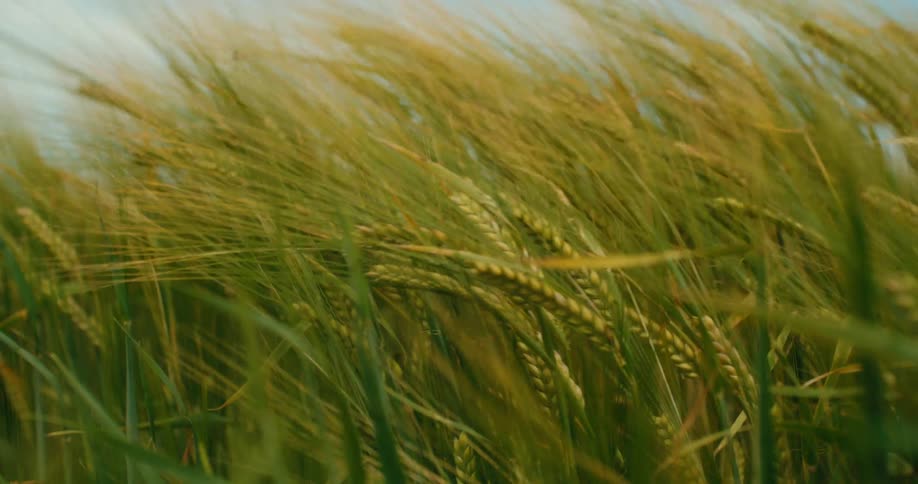 A close-up shot of green and yellow wheat stalks swaying in the strong wind in a beautiful farm field