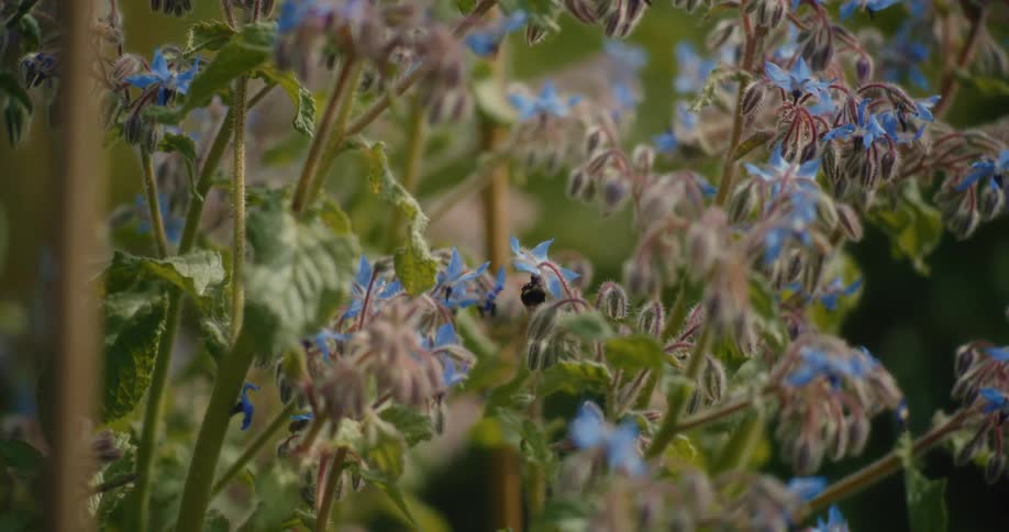 A bumblebee flies among delicate blue borage flowers in a garden, pollinating them in slow motion