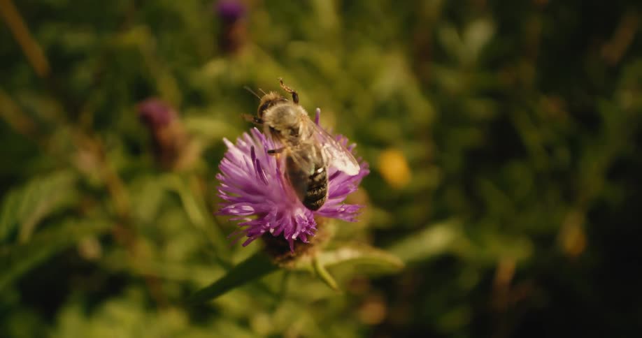 A honeybee diligently gathers nectar from a vibrant purple wildflower in a stunning macro slow-motion shot