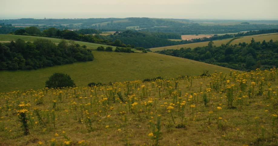 A scenic view of the rolling green hills and lush valleys of the English countryside with yellow wildflowers in the foreground on a hazy day